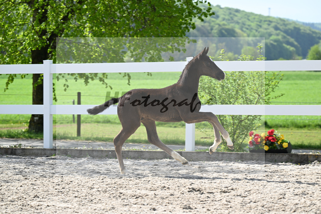 Kat-Nr. 39 HF Sebastino PS x Fuerstano_Heilemann_23260259 | hf-fotografie - Realisiert mit Pictrs.com