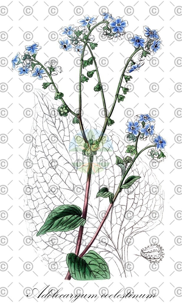 HistAbb_wfo-0000519707_1_ENZY_Simple | Historische Abbildung von Adelocaryum coelestinum - Boraginaceae | Historical Illustration of Adelocaryum coelestinum - Boraginaceae