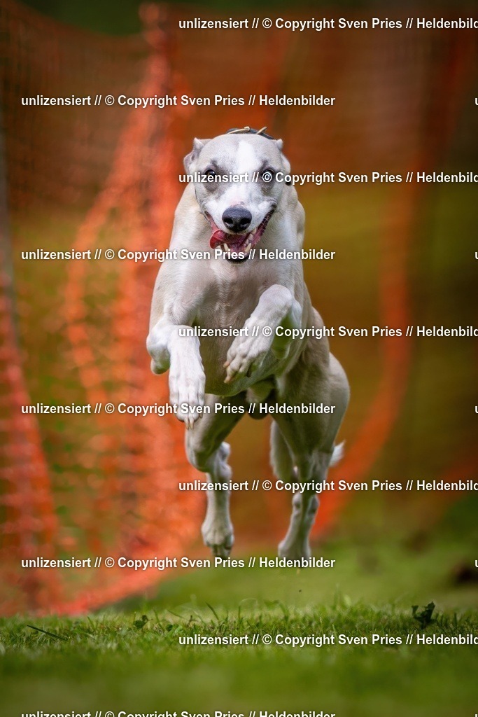 Sven Pries | 2024-09-22 - Hunderennen Baden-BadenPudelverein - Realisiert mit Pictrs.com