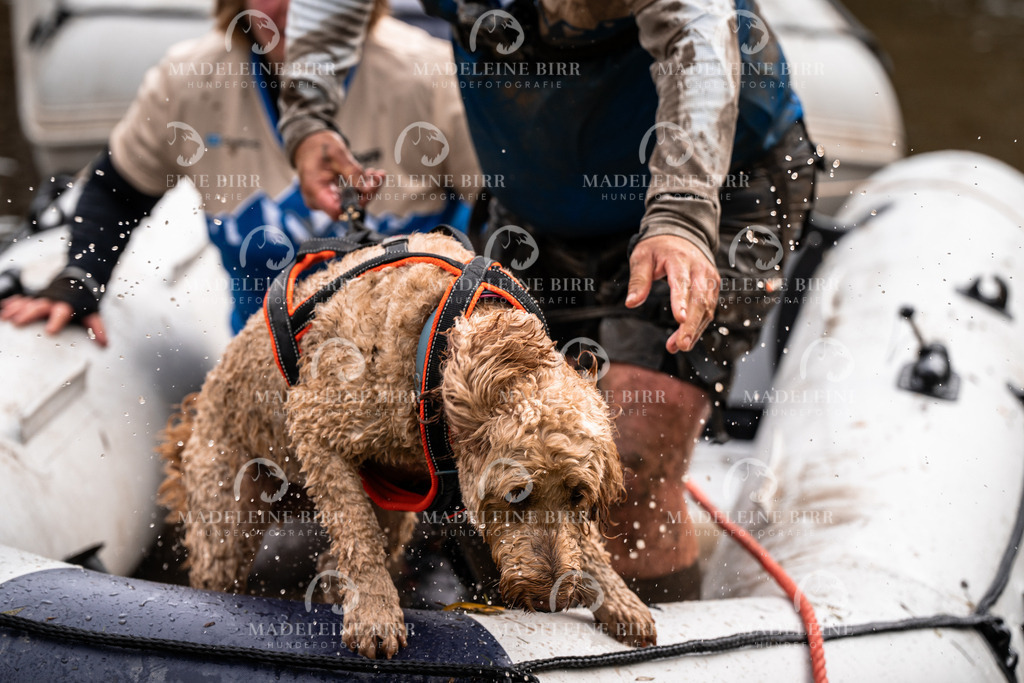 madeleinebirr-fotografie2025.campcanis.9-10Uhr-54 | hundefotografie-birr