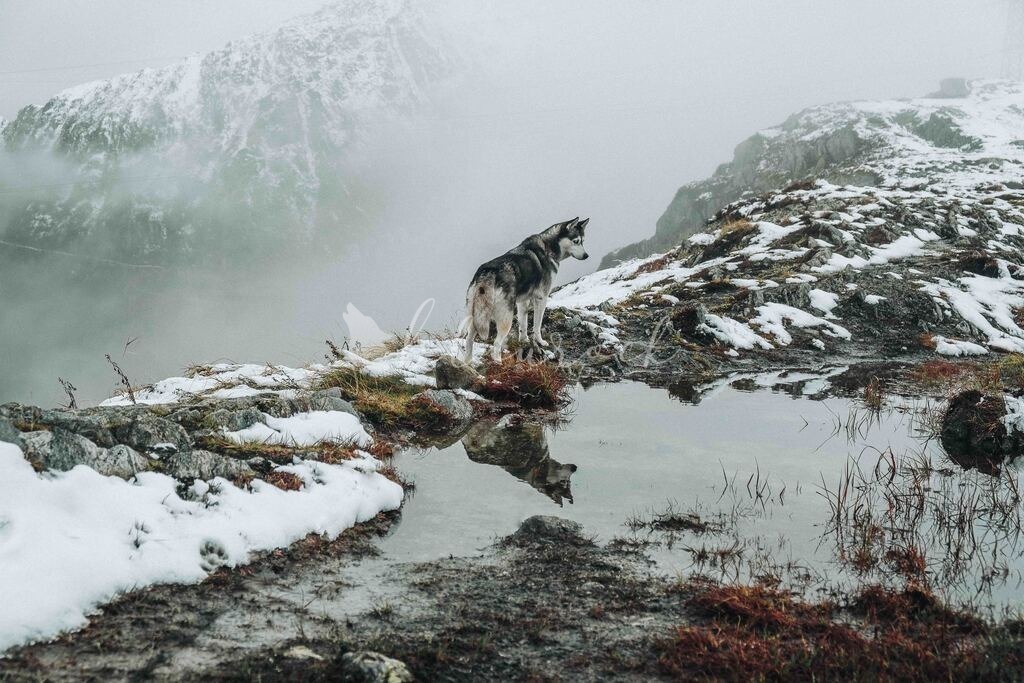 Mountainmirror | Sportbilder, Sportfotograf, Hochzeits- und Eventfotografin, Flugshows, Portraits und Tiershooting, Aviation, Downhill, Nationalleague, Swissleague, International