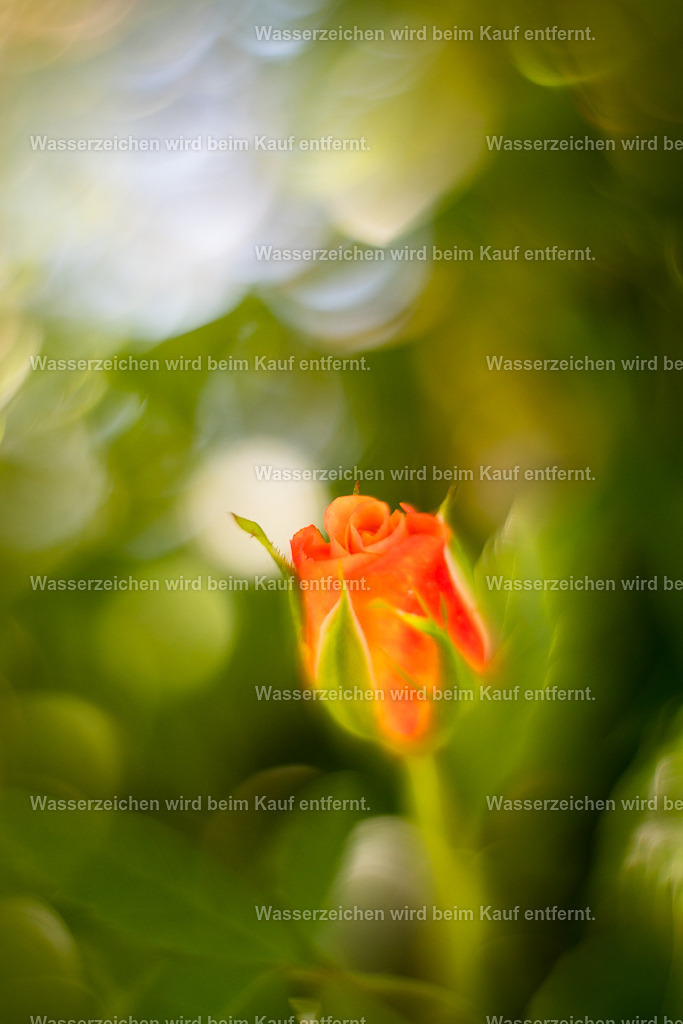 Schönheit | Die Botschaft zum Bild lautet: Schönheit liegt im Auge des Betrachters. Wie betrachtest du dich. Erkenne deine Schönheit und konzentriere dich darauf zu blühen, den das ist das, wofür du hier bist.