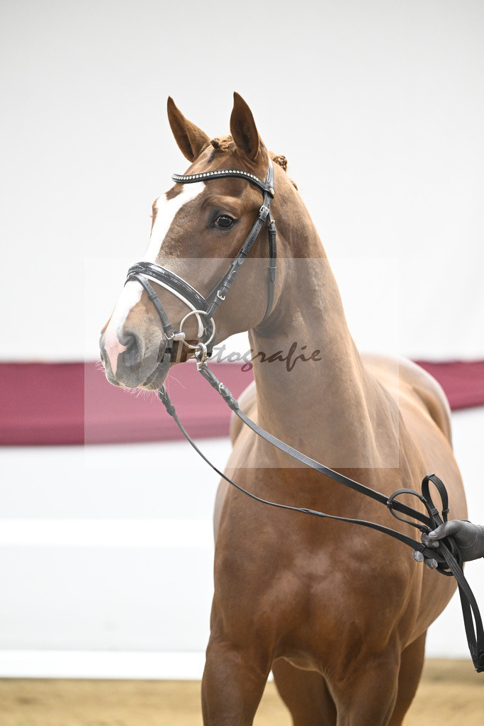 Kat-Nr. 74 Cicero Z x Quadrigus M_Reit- und Turnierpferde GmbH IB Berger_47252967 | hf-fotografie - Realisiert mit Pictrs.com