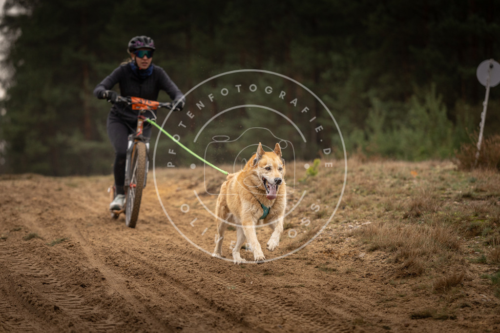 Pfotenfotografie_DV3A4646 | Hundefotografie, Tierfotograf, Pfotenfotografie, Fotoshooting Hund, Hunde Portrait, Hundesport, Hundeportraits, Heideshooting, Hunde, Sportfotograf, Hundefotograf, Turnierhundsport, THS,  - Realisiert mit Pictrs.com
