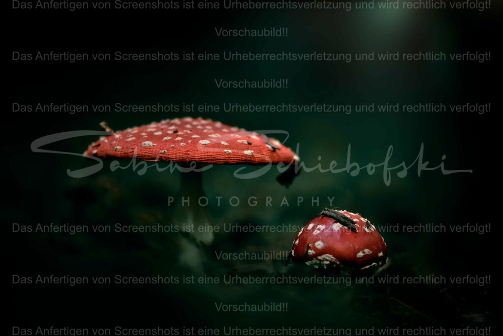 Wandbild Fliegenpilze | People- und Tierfotografie, Imageaufnahmen, Veranstaltungsfotografie und Wandbilder aus der Natur ★ Made in Germany ✔️ Druck + Downloads ✔️ Naturfotografie in Top Qualität ★ schneller Versand, weltweite Lieferung! - Realisiert mit Pictrs.com