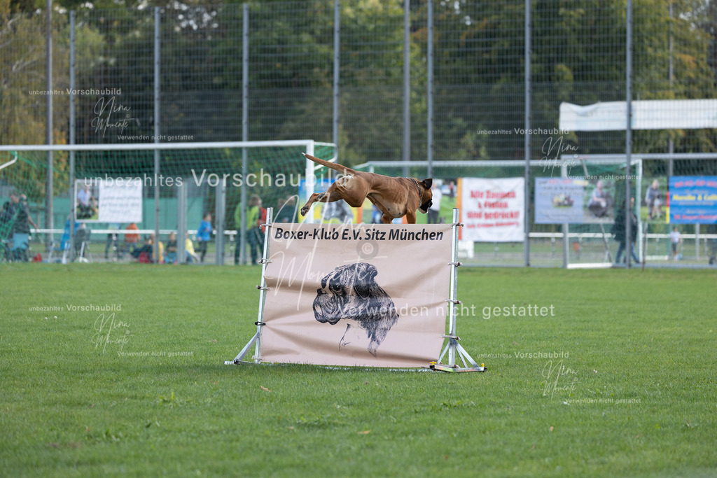 _16A5613 | Einzigartige Fotos von Hunden & Menschen –Actionfotos, Portraits, Vereinsaufnahmen & Paarshootings – authentisch, lebendig & mit Herz.