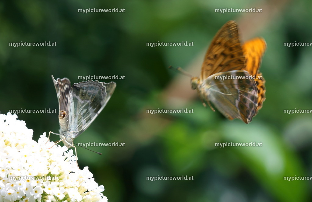 Argynnis paphia-029 | Das Bilderarchiv über Tiere, Planzen und Landschaften. In der Bilddatenbank finden Sie ein große Auswahl an hochwertigen Bilder für Ihre Werbung - Realized with Pictrs.com
