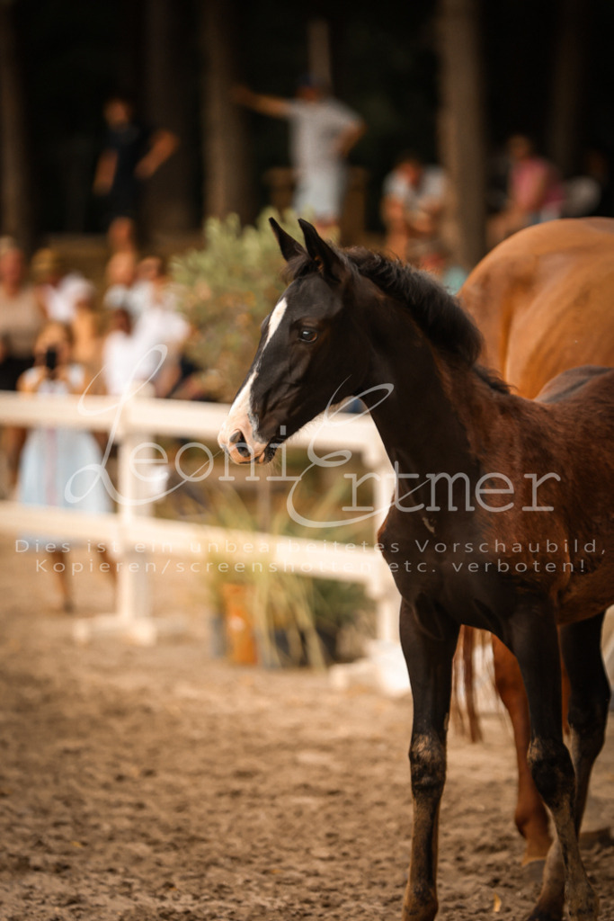 SaPA00291 | Leoni Ertmer Photography - Realisiert mit Pictrs.com