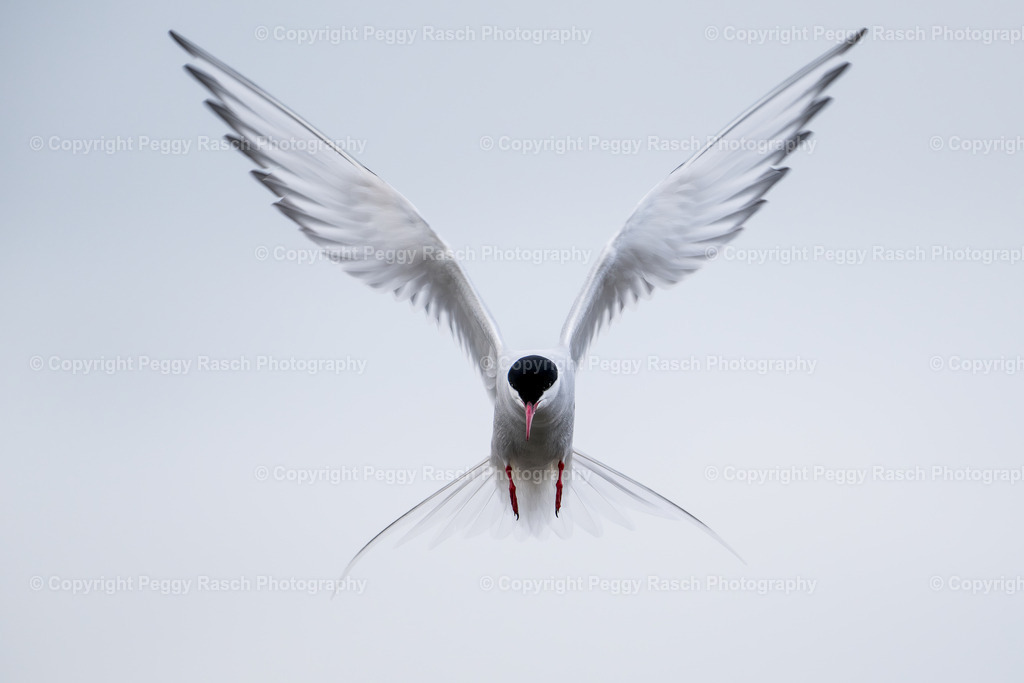 Küstenseeschwalbe | Küstenseeschwalbe - Realisiert mit Pictrs.com