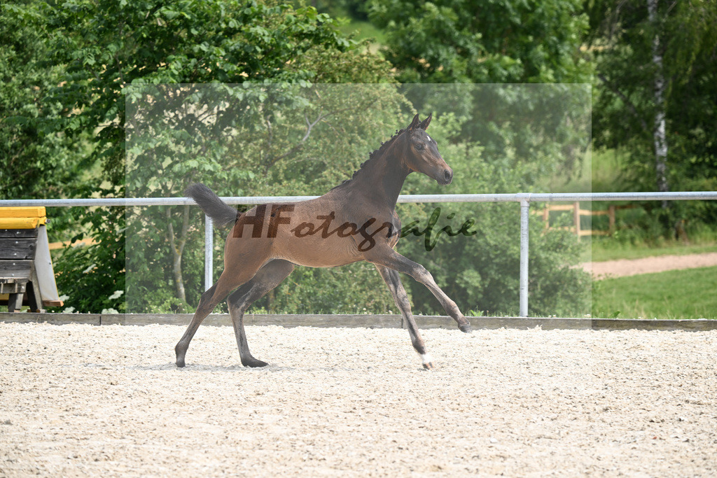 Kat-Nr. 6 Fair Deal x Sir Donnerhall_SF_Zimmermann_17250686 | hf-fotografie - Realizzato con Pictrs.com