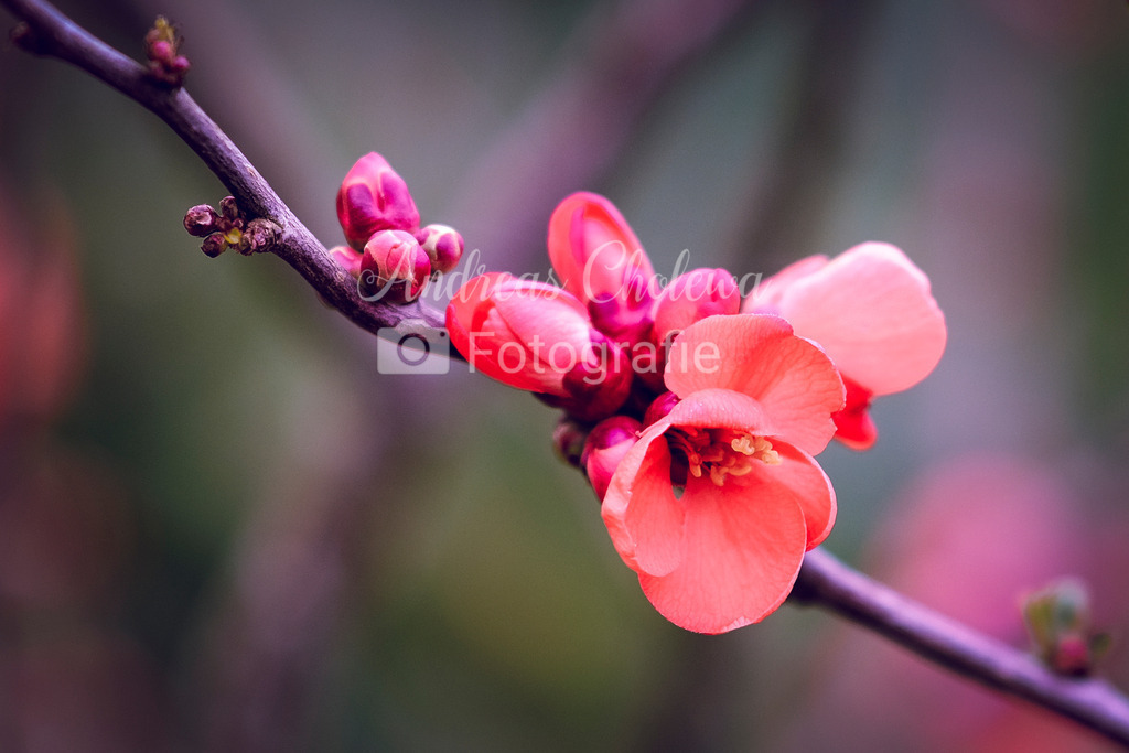 DSCF3339 | Der Onlineshop für malerische Fotografien aus dem Landkreis Vechta✅ Premium Druck auf Leinwand✅ Acryl✅ oder Alu-Dibond✅➤Jetzt Bestellen! - Realisiert mit Pictrs.com