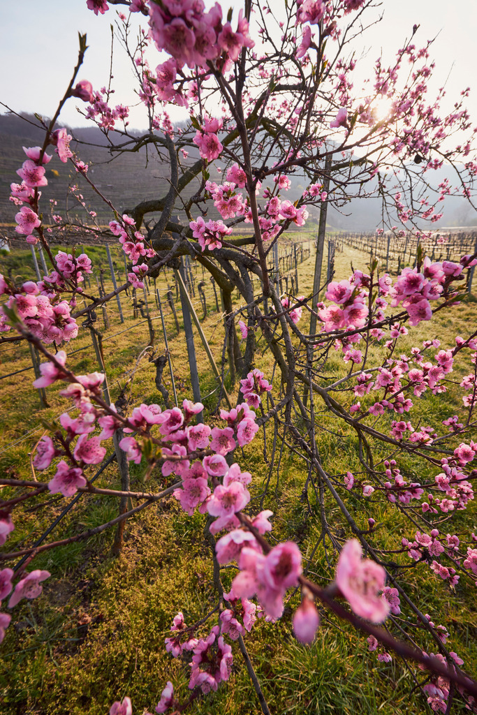 bluehender Weingartenpfirsich | Unterloiben, Austria - April 11, 2015: bluehender Weingartenpfirsich. - Realisiert mit Pictrs.com