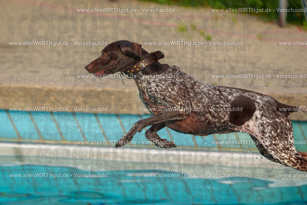 Hundeschwimmen_Grefrath_2026-allesWIRTHgut_Tierfotografie-09_05-FAY07446 | Professionelle Tierfotografie in Mönchengladbach von Daniel Wirth (allesWIRTHgut). Liebevolle & natürliche Bilder von Hunden & Katzen für unvergessliche Erinnerungen.