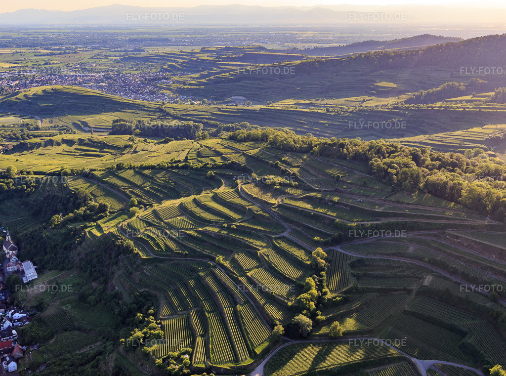 Luftbild: Terassierte Weinberge im südlichen Kaiserstuhl im Ortsteil Wasenweiler in Ihringen im Bundesland Baden-Württemberg in Deutschland. Foto: IMG_147796.jpg vom 30.05.2025 durch Werner Riehm/FLY-FOTO.de