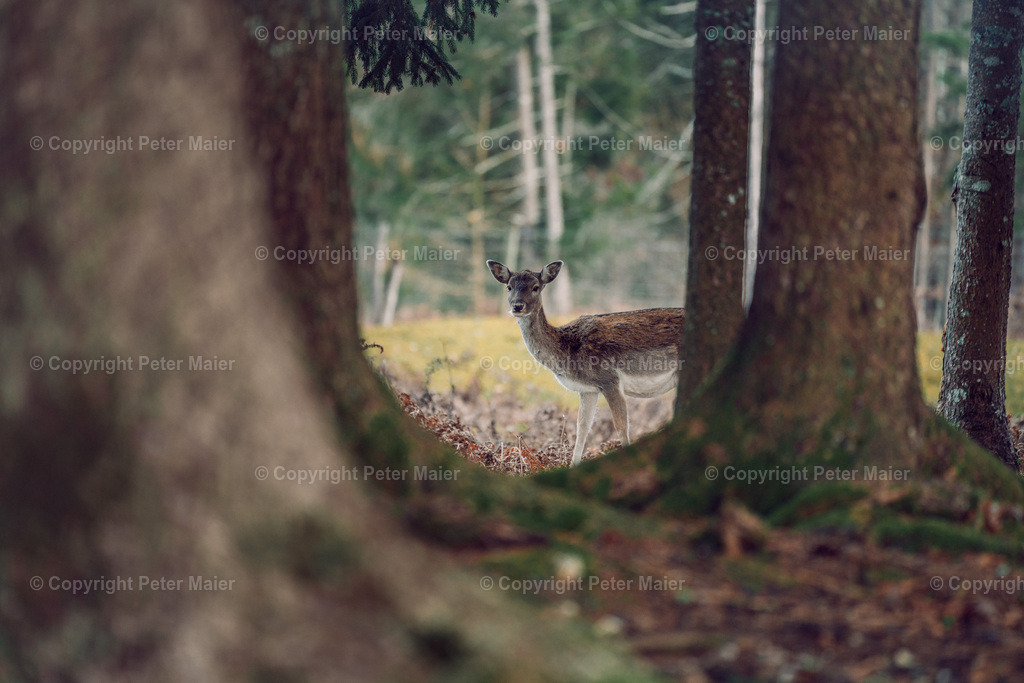 Unterkärnten_Herbst_22-207 | piet_flosse