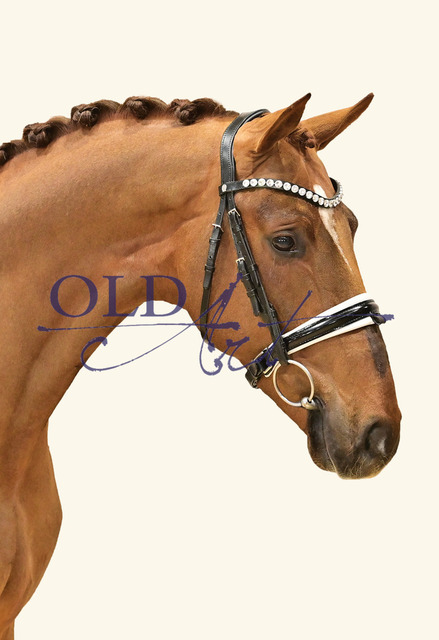 41 Don Diego DE431310211020 HM Don Schufro - Friedensfürst-T - Absatz_41_a | <meta name="description" content="★Offizieller Merchandise und Foto-/Videostore des Oldenburger Verbandes.★ ✅Jetzt auch digital Ausdrucke erhältlich." />
<meta name="keywords" content="Merchandise Foto-/Videostore Oldenburger Verband Photographie 