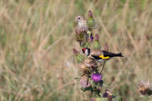 2018118 | Tierfotografie, Tierkalender, Tierbilder, Insekten, Spinnen, Vögel, Schmetterling, Libellen, Leinwand, Colorkey, Qualität, Geschenkartikel, Geschenk - Realisiert mit Pictrs.com