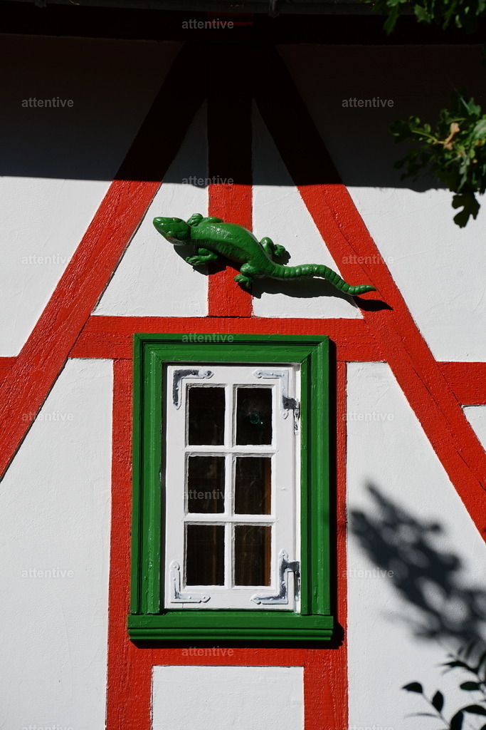 Gecko | Deutschland, Rügen - Realisiert mit Pictrs.com