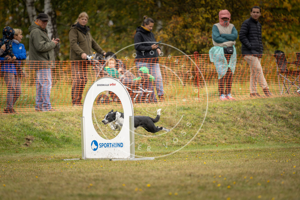 Pfotenfotografie_DV3A4379 | Hundefotografie, Tierfotograf, Pfotenfotografie, Fotoshooting Hund, Hunde Portrait, Hundesport, Hundeportraits, Heideshooting, Hunde, Sportfotograf, Hundefotograf, Turnierhundsport, THS,  - Realisiert mit Pictrs.com