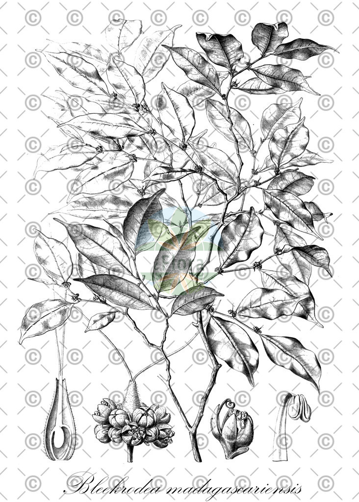 HistAbb_wfo-0000004111_1_ENZY_Simple | Historische Abbildung von Bleekrodea madagascariensis - Moraceae | Historical Illustration of Bleekrodea madagascariensis - Moraceae