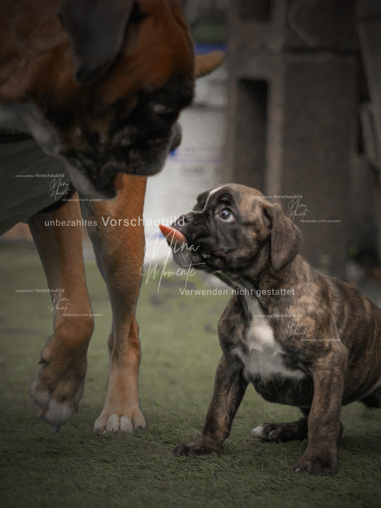 _16A1387-1 | Einzigartige Fotos von Hunden & Menschen –Actionfotos, Portraits, Vereinsaufnahmen & Paarshootings – authentisch, lebendig & mit Herz.