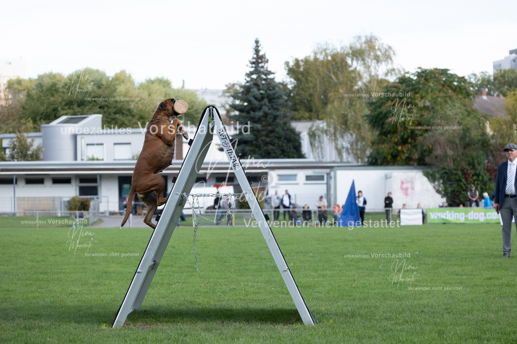 _16A5628 | Einzigartige Fotos von Hunden & Menschen –Actionfotos, Portraits, Vereinsaufnahmen & Paarshootings – authentisch, lebendig & mit Herz.