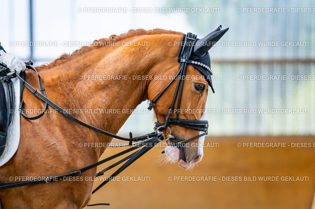 DSC04644 | Pferdegrafie