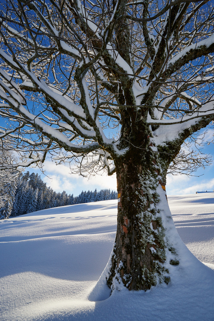 Winterlandschaft am Boedele | Dornbirn, Austria - January 17, 2015: Winterlandschaft am Boedele. - Realisiert mit Pictrs.com