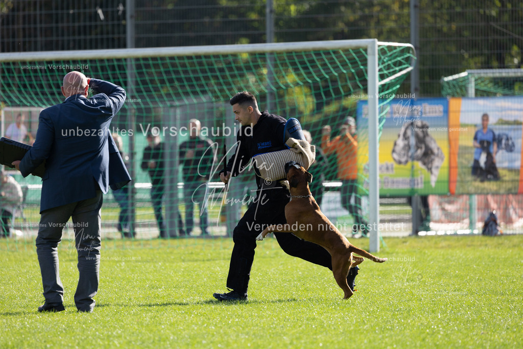 _16A5353 | Einzigartige Fotos von Hunden & Menschen –Actionfotos, Portraits, Vereinsaufnahmen & Paarshootings – authentisch, lebendig & mit Herz.