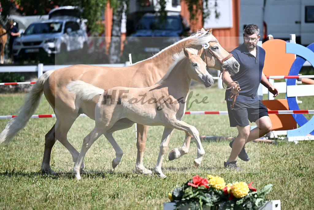 Kat-Nr.  3 SF v. Starkwind x Strippoker_Weber_22250044 | hf-fotografie - Realizzato con Pictrs.com