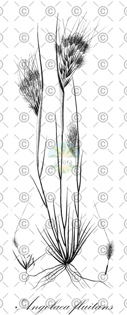 HistAbb_wfo-0000536542_62_ENZY_Simple | Historische Abbildung von Angolaea fluitans - Podostemaceae | Historical Illustration of Angolaea fluitans - Podostemaceae