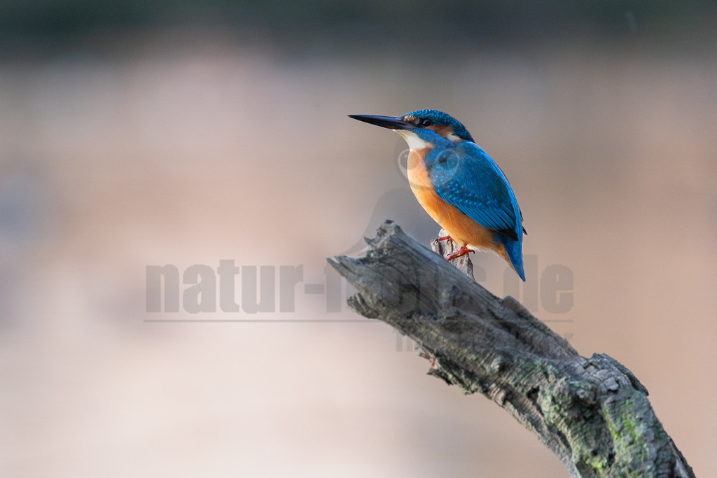 R6NF1771_20251112 | Ein farbenprächtiger Eisvogel (Alcedo atthis) sitzt auf einem dunklen, moosbewachsenen Ast und blickt aufmerksam nach links. Sein Gefieder ist durch leuchtendes Blau auf dem Rücken und den Flügeln sowie ein warmes Orange an der Brust und am Bauch gekennzeichnet. Der lange, spitze Schnabel ist schwarz. Der Hintergrund ist unscharf und in sanften Beige- und Grautönen gehalten, wodurch der Vogel deutlich hervorgehoben wird. Es sind keine Interaktionen erkennbar. - Realisiert mit Pictrs.com