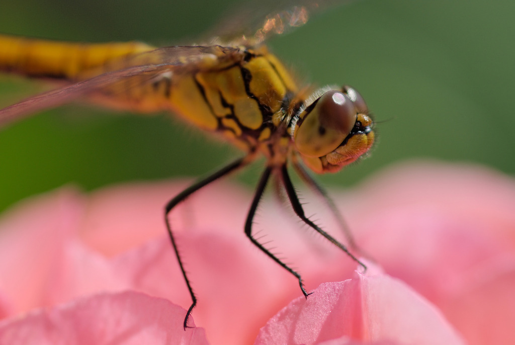 gefleckte Heidelibelle | Wien, Austria - June 23, 2010: gefleckte Heidelibelle. - Realisiert mit Pictrs.com