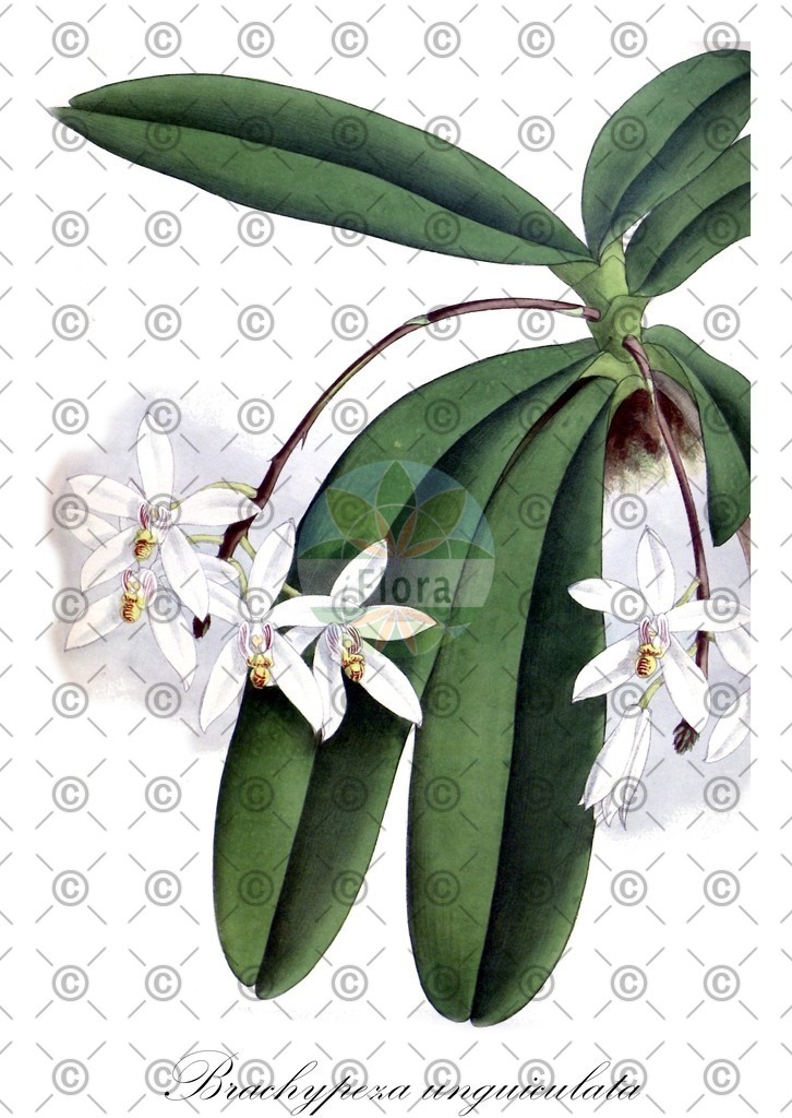 HistAbb_EMP_7709761_SRC_Schlechtendal_FLORAD_SIMPLE | Historische Abbildung von Brachypeza unguiculata - Orchidaceae | Historical Illustration of Brachypeza unguiculata - Orchidaceae