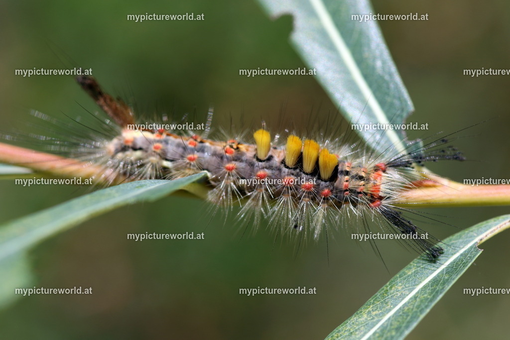 Orgyia antiqua-036 | Das Bilderarchiv über Tiere, Planzen und Landschaften. In der Bilddatenbank finden Sie ein große Auswahl an hochwertigen Bilder für Ihre Werbung - Realisiert mit Pictrs.com