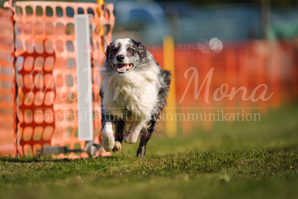 20250928_Hunderennen-96 | MuT (Mensch und Tier) mit Mona - Fotografie und Tierkommunikation - Realisiert mit Pictrs.com