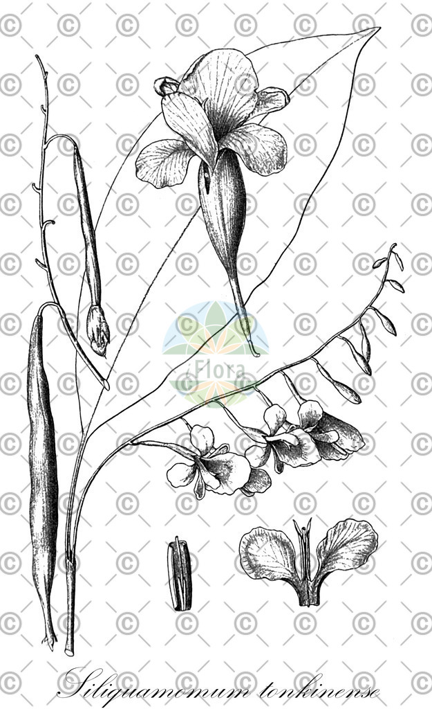 HistAbb_EMP_107665_SRC_Schlechtendal_FLORAD_SIMPLE | Historische Abbildung von Siliquamomum tonkinense - Zingiberaceae | Historical Illustration of Siliquamomum tonkinense - Zingiberaceae