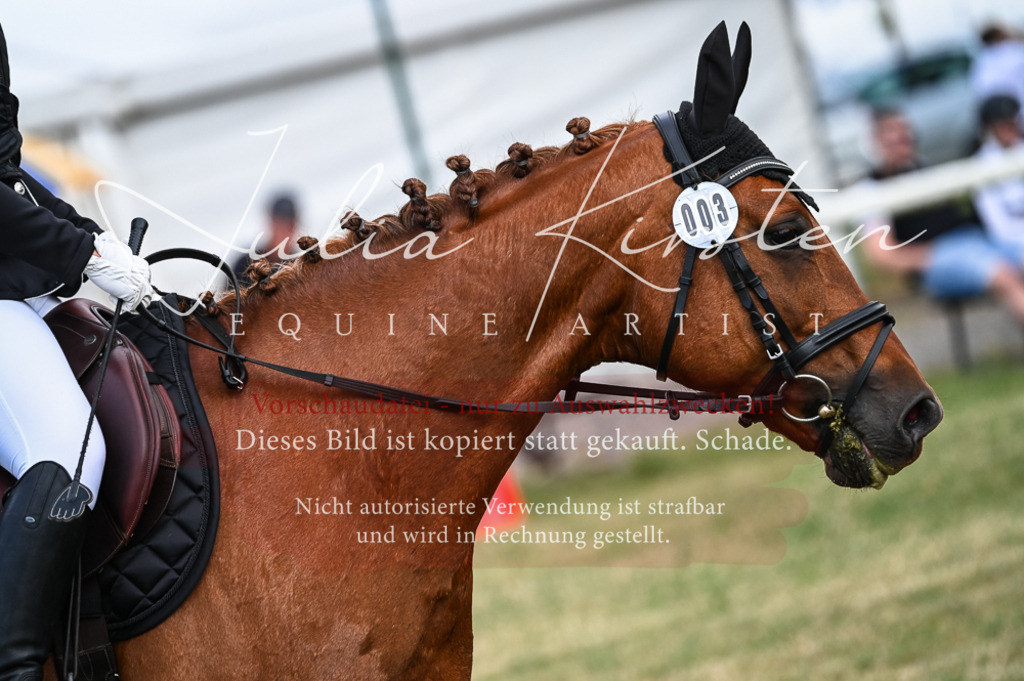 DSC_8208 | Pferde- und Turnierfotografie in Westsachsen. Pferdeportraits, Auftragszeichnungen und intuitive Kunst.