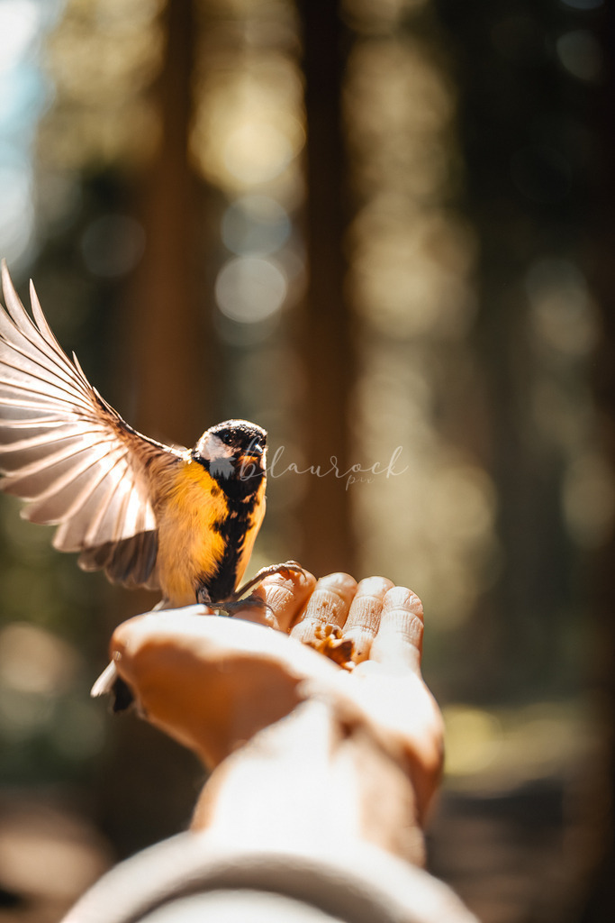 _01A5649 | Sportbilder, Sportfotograf, Hochzeits- und Eventfotografin, Flugshows, Portraits und Tiershooting, Aviation, Downhill, Nationalleague, Swissleague, International