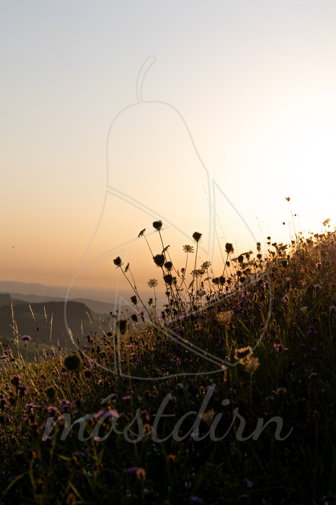 Spätsommer in Randegg | Ihre Fotografin im Lungau, ihre Fotografin im Mostviertel, Wandbilder Onlineshop, Imagefotos für Ihr Unternehmen,  - Realisiert mit Pictrs.com