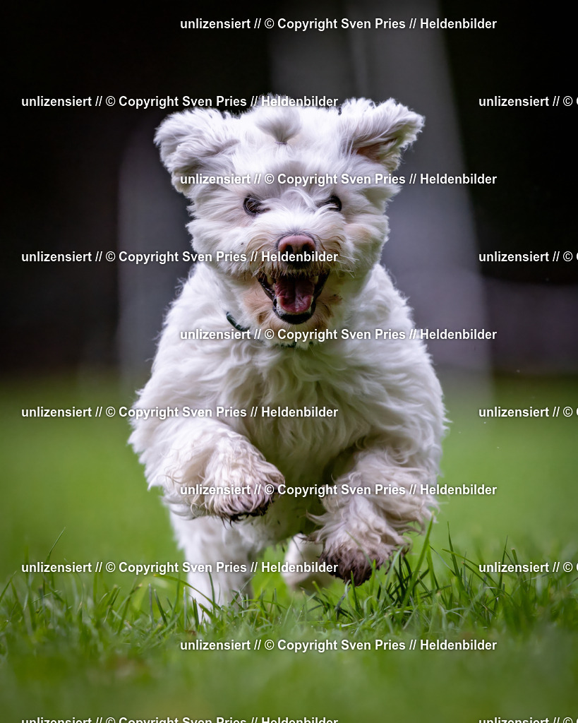 Sven Pries | 2024-10-19 - Hunderennen Ober-Grombach - Realisiert mit Pictrs.com