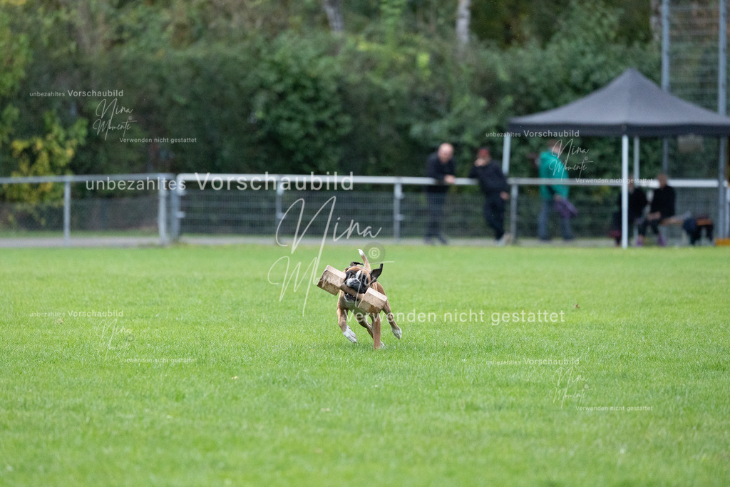 _16A4672 | Einzigartige Fotos von Hunden & Menschen –Actionfotos, Portraits, Vereinsaufnahmen & Paarshootings – authentisch, lebendig & mit Herz.