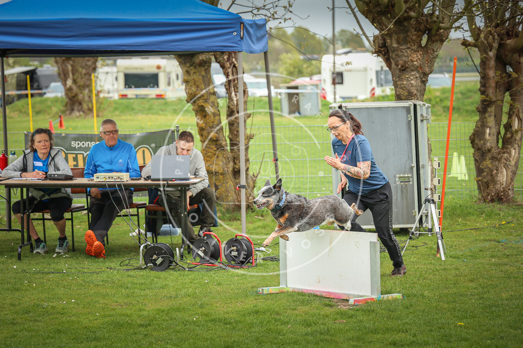 Pfotenfotografie_0L8A9886 | Hundefotografie, Tierfotograf, Pfotenfotografie, Fotoshooting Hund, Hunde Portrait, Hundesport, Hundeportraits, Heideshooting, Hunde, Sportfotograf, Hundefotograf, Turnierhundsport, THS,  - Realisiert mit Pictrs.com
