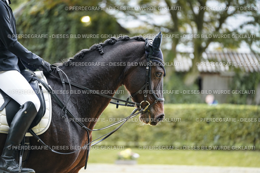 DSC04912 | Pferdegrafie