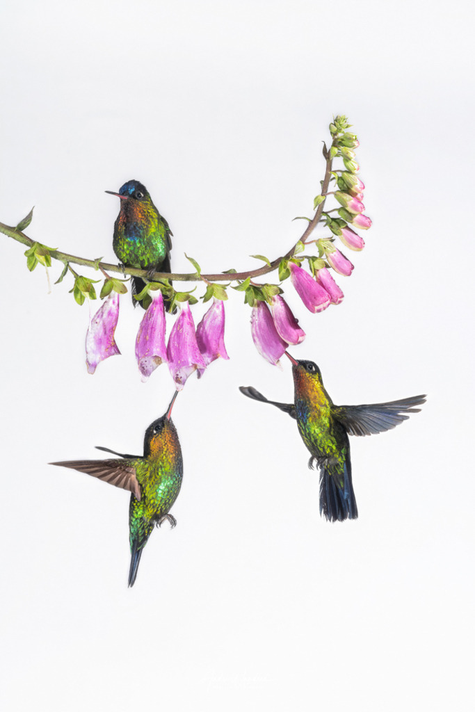 Nektarsuche zu dritt | Andre Wandrei - Nature Artworx - Realisiert mit Pictrs.com