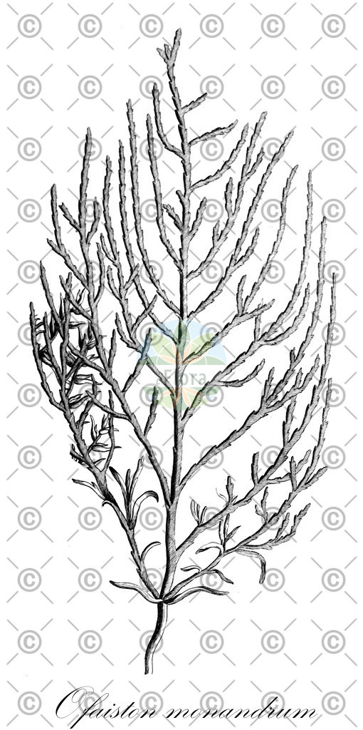 HistAbb_wfo-0001085084_2_ENZY_Simple | Historische Abbildung von Ofaiston monandrum - Amaranthaceae | Historical Illustration of Ofaiston monandrum - Amaranthaceae