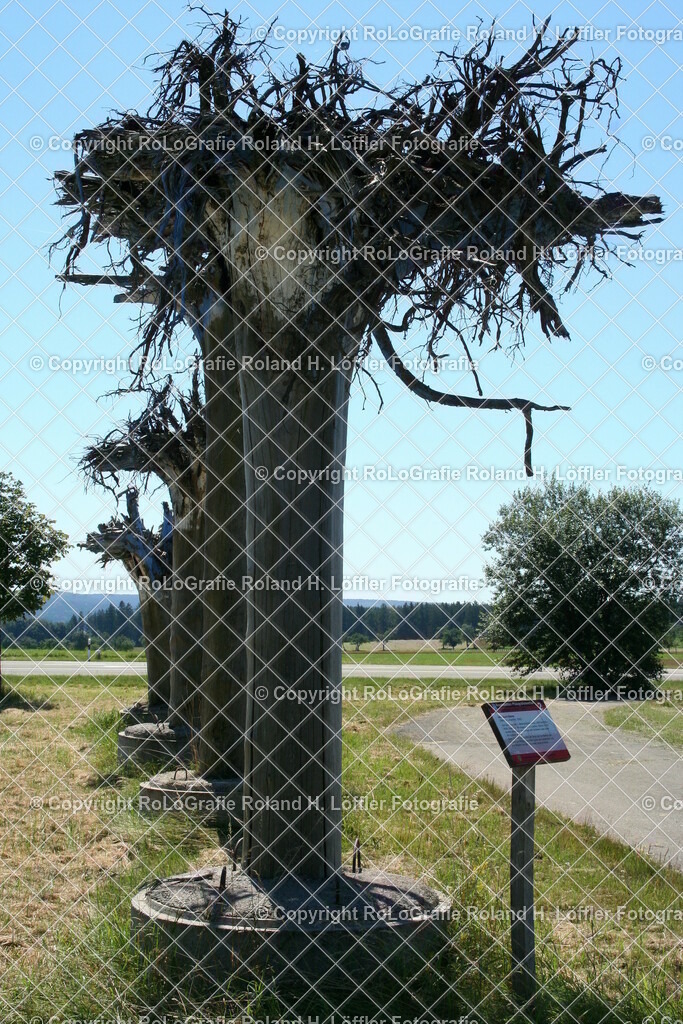 Lotharpfad-01 | Umgedrehte Bäume mit der Wurzel nach oben vom Sturm Lothar - Realisiert mit Pictrs.com