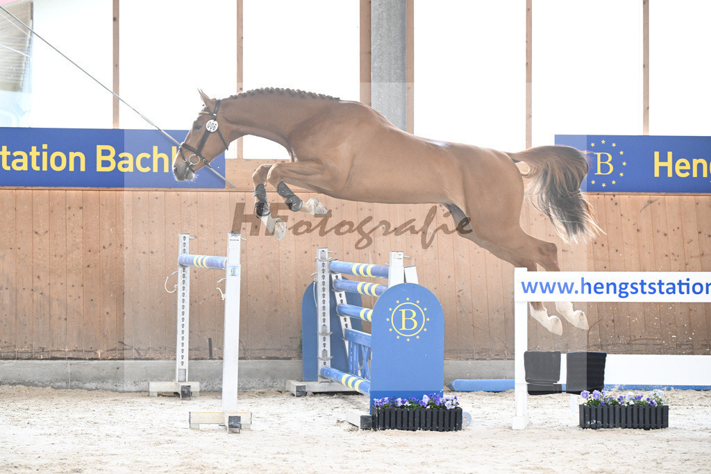 Kat-Nr. 6 Amir VT Z v. Aganix Du Seigneur_Neukirch_7240191 | hf-fotografie - Realisiert mit Pictrs.com