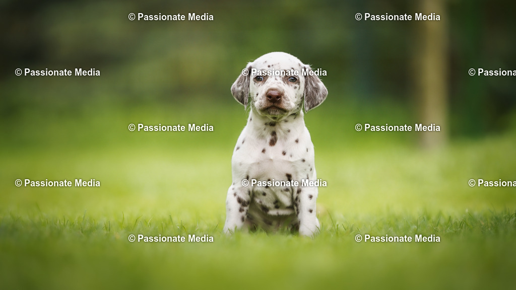 DSC04985 | Passionate Media, dein Fotograf aus Brandenburg, Märkisch Oderland, im Bereich Motorsport, Autos und Motorräder sowie Events und auch Hunde. Shootings oder auch Eventbegleitungen können bei mir gebucht we
