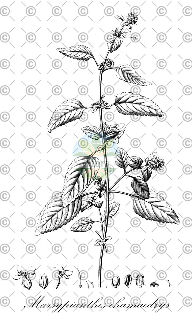 HistAbb_5LM6_1_ENZY_Simple | Historische Abbildung von Marsypianthes chamaedrys - Lamiaceae | Historical Illustration of Marsypianthes chamaedrys - Lamiaceae